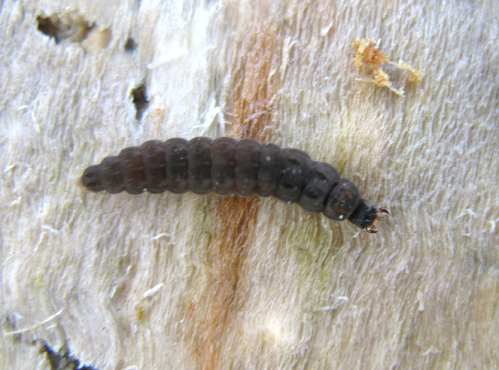 Larva di coleottero Cantharidae